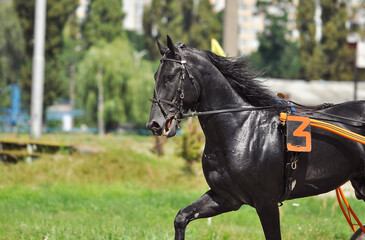 Portrait of a black trotter horse in motion on hippodrome