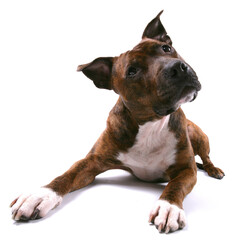 staffordshire bull terrier 7