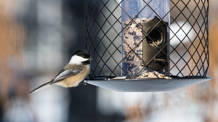 Black-capped Chickadee (Poecile atricapillus) perched on bird feeder and eating seeds close up...