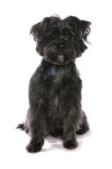 shitsu cross westy dog