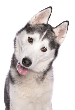 「Huskey」の画像 - 375 件の Stock 写真、ベクターおよびビデオ | Adobe Stock
