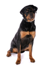 Obraz premium Rottweiler 10