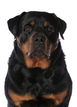 Rottweiler 11