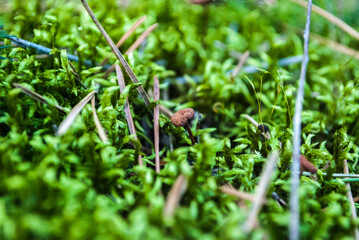 Mushrooms False honey fungus on a stump in a beautiful autumn forest.group fungus in autumn forest with leaves.Wild mushroom on the spruce stump. Autumn time in the forest.
