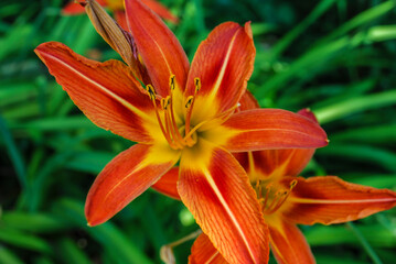 A bouquet of lilies. Mother's Day, Women's Day, Valentine's Day or Birthday. Beautiful lily. Lily at the cottage in the garden.Close-up. Natural background.