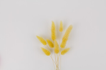 branches of dry yellow spikelets on a white background