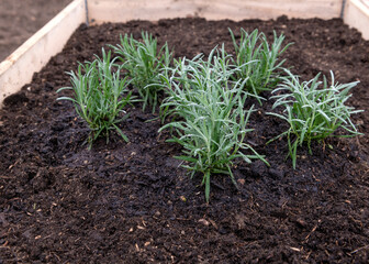 young planted lavernder flowers