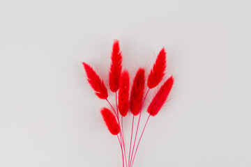 branch of red dry spikelet on white background