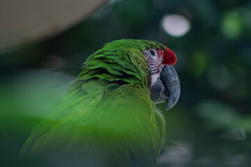 green winged macaw