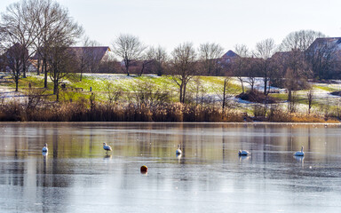  Winter landscape at frozen lake with swans on ice, symmetrical reflections in ice