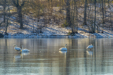  Winter landscape with swans on ice of frozen lake, trees on snowy shore reflected on ice