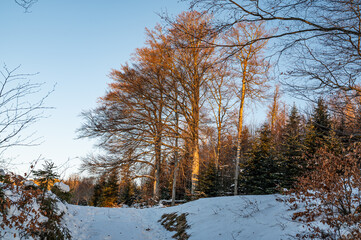 Schwarzwald