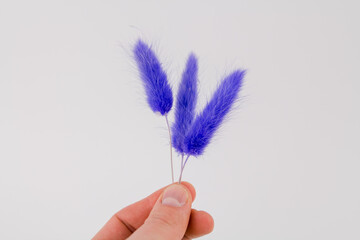 purple spikelet dried flowers on white background