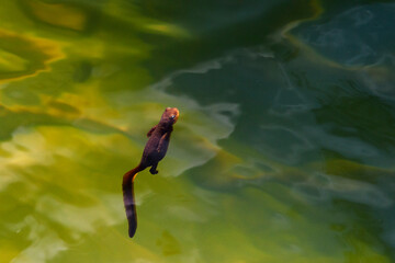 Canada, British Columbia, Vancouver Island. Rough-skinned newt surfacing.