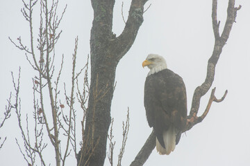 Canada, British Columbia. Bald eagle perched on tree in fog.