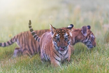 Pair of Bengal tiger cubs walking in the morning meadow. Horizontally. 