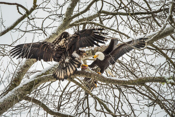 Canada, British Columbia. Delta, Bald eagles fight over food scraps.