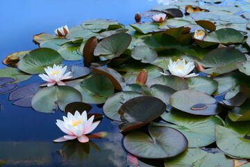 white lotus flowers in the pond