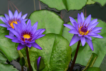 water lilies in a pond on a green background