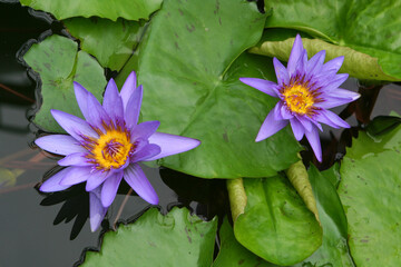 water lilies in a pond on a green background