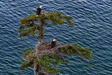 Canada, British Columbia. Bald eagles nest above the ocean.