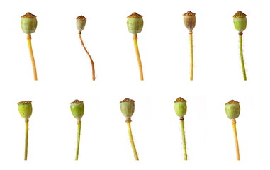 poppy capsules isolated on
 white