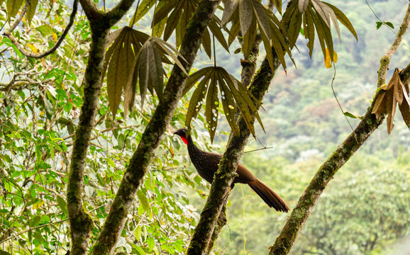 Pava Caucana o pava de monte, es una especie end&eacute;mica de Colombia, se puede encontrar en los departamentos de Risaralda, Valle, Cauca y Quind&iacute;o.  Es una de las aves m&aacute;s amenazadas en este pa&iacute;s.