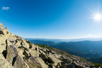 alpine pine in the landscapes of the mountains on a sunny day