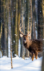 Young deer in the winter forest