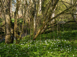 Wilder B&auml;rlauch