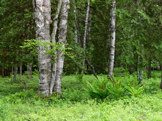 Canada, New Brunswick. Scenic of forest.