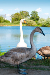 Obraz premium White swan onlake shore. Swan on beach. Swan on shore