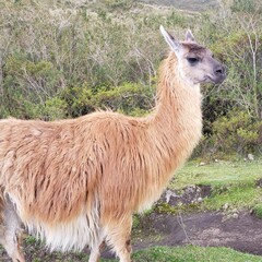 llama in the grass