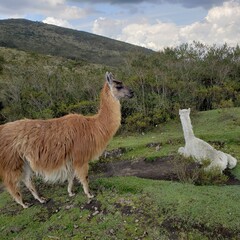 llama in the mountains