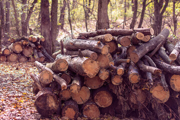 pile of firewood