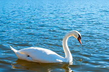 A white majestic swan floats in front of a wave of water. Young swan in the middle of the water. Drops on a wet head.