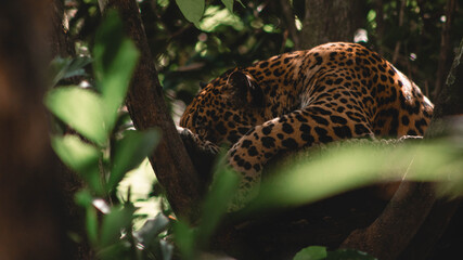 Obraz na płótnie Canvas Costa Rican Jaguar