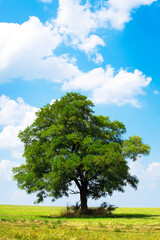 Fototapeta na wymiar tree on a field