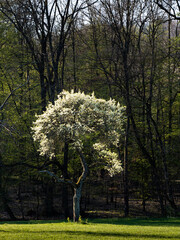 Bl&uuml;hender Obstbaum auf einer Streuobstwiese