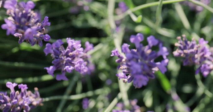Lavender flowers pollinated by honey bees