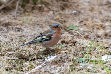 A common chaffinch in the garden