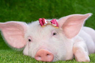 Piglet lies on green grass with a bow