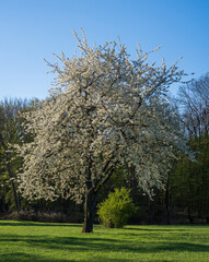 Bl&uuml;hender Obstbaum auf einer Streuobstwiese