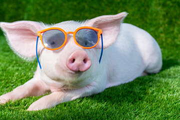 Piglet in sunglasses on green grass