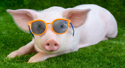 Piglet in sunglasses on green grass