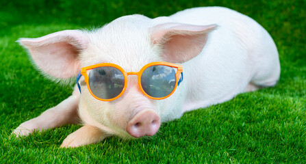 Piglet in sunglasses on green grass