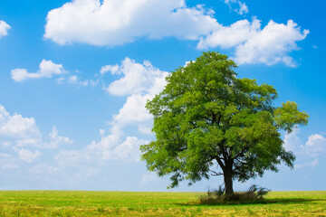 Obraz premium tree on the field