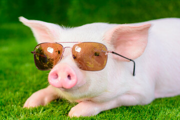 Piglet in sunglasses on green grass