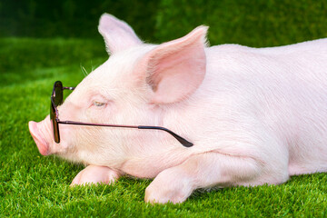 Piglet in sunglasses on green grass