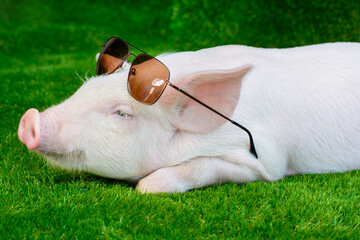 Piglet in sunglasses on green grass